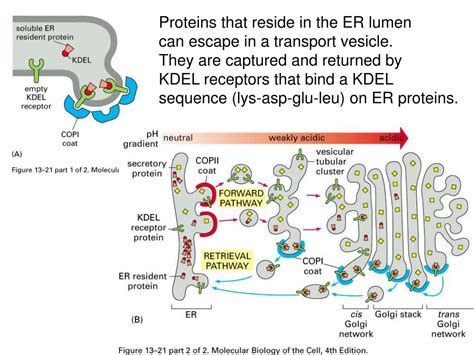 PPT - Golgi Apparatus & Lysosomes PowerPoint Presentation, free download - ID:5084109