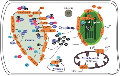 Frontiers | Regulating Subcellular Metal Homeostasis: The Key to Crop Improvement