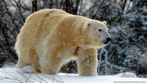 Foxe Basin Polar Bear vs Spanish Fighting Bull - Bestiary