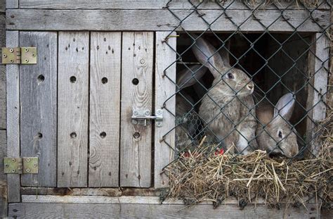 How to Care for an Outdoor Rabbit: 10 Expert Tips | Pet Keen