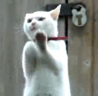 Very funny Cat videos | Funny Images and videos of the day