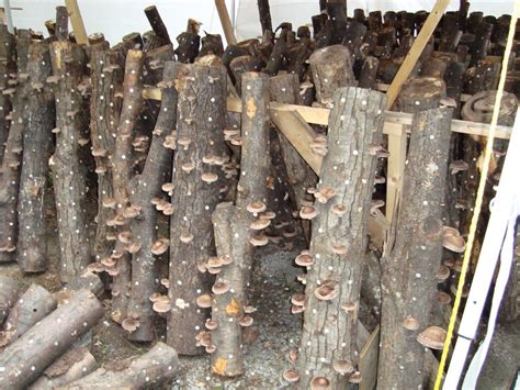 Young Urban Farmers Shiitake Mushroom Log Detailed Growing Information