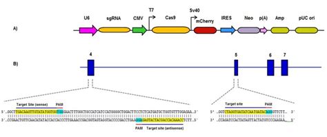 The linear map of CRISPR/Cas9 vector (A) and the locations and ...