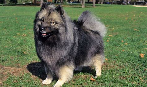 Keeshond Breed Information - Vetstreet | Vetstreet