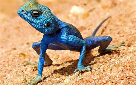 blue-lizard (1920×1200) | Lizard, Blue lizard, Pet birds