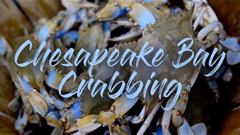 Chesapeake Bay Crabbing- BLUE CRAB catch and cook! - YouTube