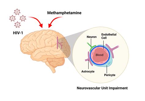 Crystal Meth Brain Effects