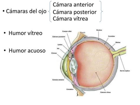 Anatomia del ojo animal