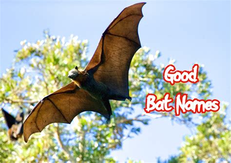 Best Bat Name Articles - Good Names For A Pet Bat!