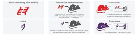 Transfection Applications | Thermo Fisher Scientific - CN