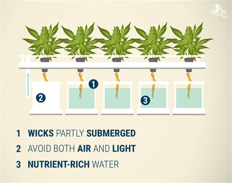 Hydroponics Cannabis Growing Guide - RQS Blog