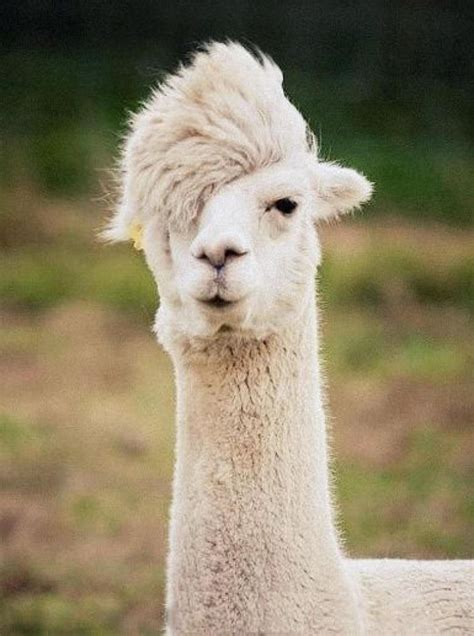 Hipster Llama | Pet birds, Llama, Funny animal memes