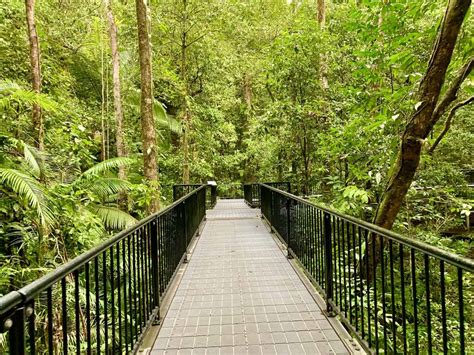 Top 10 Daintree Rainforest Walks, Hikes, Boardwalks & Trails | TripTins