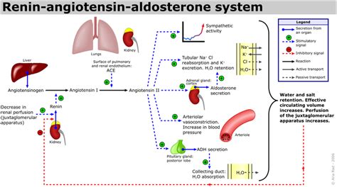 Angiotensin Inhibitors and Blockers for Treating Hypertension - Physiopedia