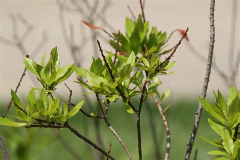 Myrica Cerifera "Wax Myrtle Plant Care | Plantly