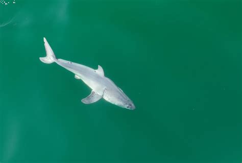 Pictures may offer a rare glimpse of a baby great white shark - The Washington Post