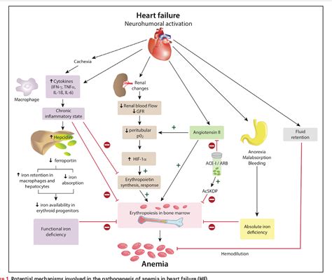 Figure 1 from Anemia and Iron Deficiency in Heart Failure: Current ...