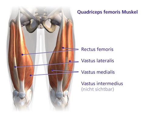 Fizibilite yedek eşsiz m quadriceps femoris Genel konuşma Çin lâhanası ...