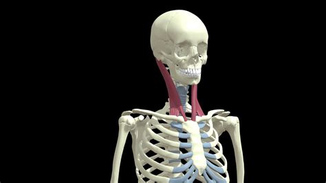 Sternocleidomastoid Muscle - Download Free 3D model by Mary Orczykowski ...