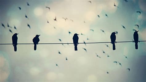 Birds on Wire Photo wallpaper | 1920x1080 | #11819