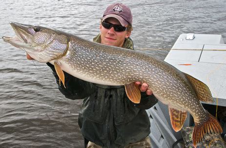 Northern Pike Fish - U.S. Native Fish