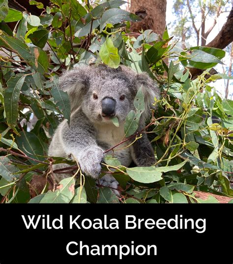 Wild Koala Breeding Champion – Koala Hospital