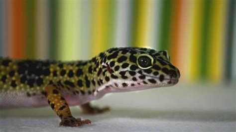 Leopard Gecko Behavior (Common & Unusual), Health & Diseases