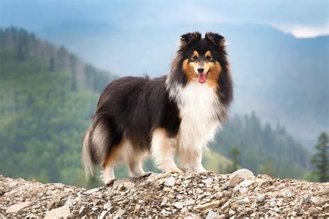 Shetland Sheepdog Mixes: 31 Cute Sheltie Hybrid Dogs