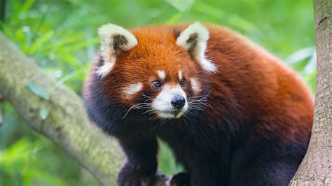 Red Panda | San Diego Zoo Animals & Plants