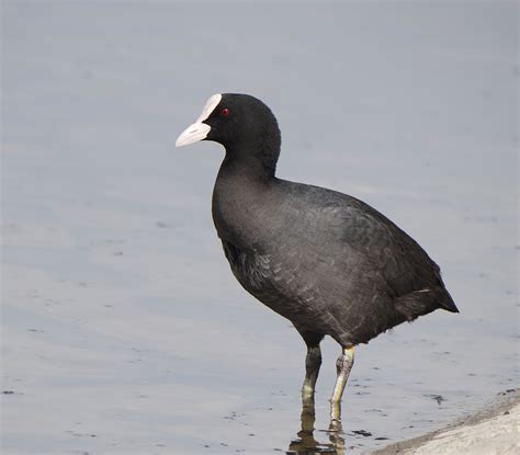 Eurasian Coot | BirdForum