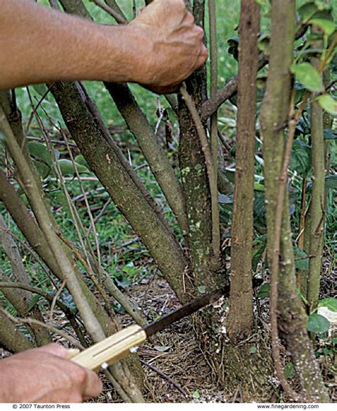 Pruning Burning Bush Into Tree : In general gardening terms, pruning is.