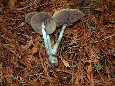 Psilocybe Semilanceata Spore Print