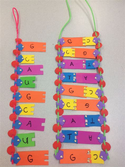 Colorful DNA & RNA Models for Biology Class