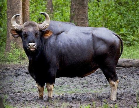 Gaur or Indian Bison (Bos gaurus) - native to Indian sub-continent and ...