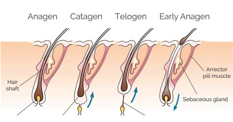 Electrolysis hair removal guide: why is it the best option for you ...