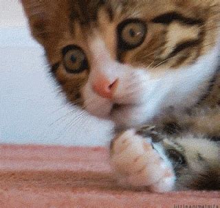 21 Hilarious Cat GIFs in Honor of Cat Day | Glamour