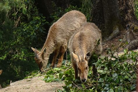 21 Wild Animals in Bhutan [Wildlife in Bhutan] - Kevmrc