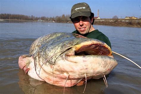 River Monster: Possible world record-sized, wels catfish caught in ...