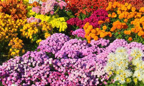 ¿Imaginas tu jardín lleno de Flores? Descubre las semillas de flores — Plantamus Vivero online