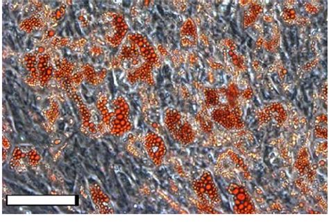 Oil Red O staining for assessing the differentiation of hMSC to ...