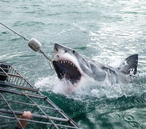 Great White Shark Cage Diving | mytouristmaps.com