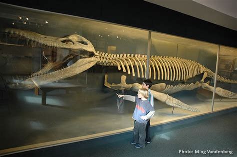 This is a fossil! It is a complete body of a Kronosaurus! - Julius Pearson