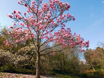 Magnolia Tree Types - Learn About Common Varieties Of Magnolia Trees