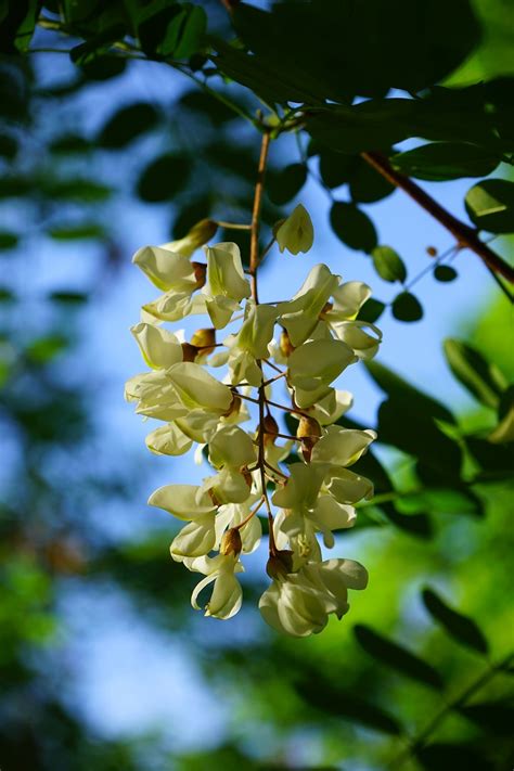 Common maple,robinia,flowers,inflorescence,white - free image from needpix.com