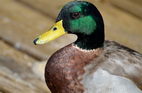 Mallard Duck Free Stock Photo - Public Domain Pictures