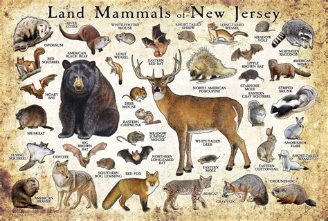 27 Different Types of Mammals Found in New Jersey – Nature Blog Network