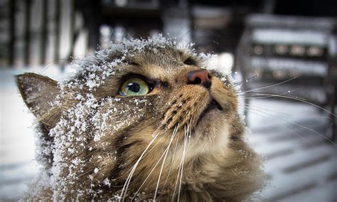 Snow Cat Photograph by Shane Holsclaw - Fine Art America