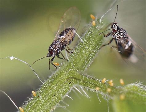 Zebra chip pathogen detected in small numbers of potato psyllids