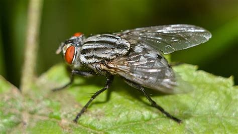 Facts About Large Flies (House Flies) | Ecolab