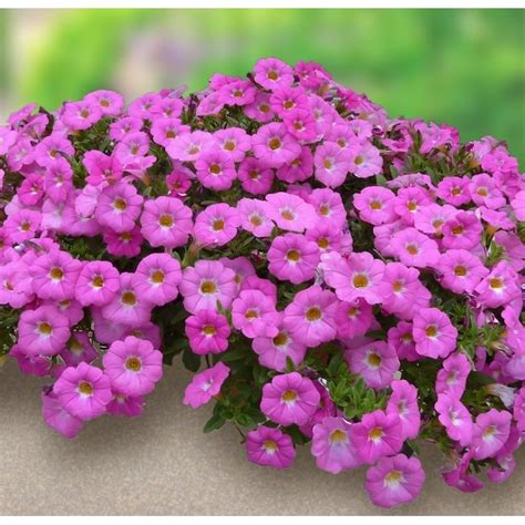 Multicolor Petchoa in 2.5-Quart Pot at Lowes.com